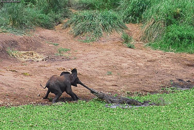 baby_elephant_vs_crocodile.jpg