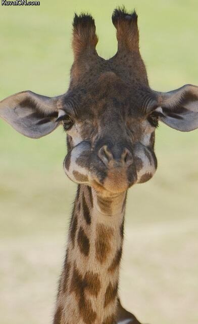 baby_giraffe_with_his_mouth_full.jpg