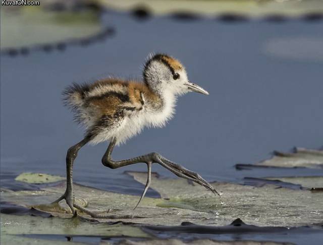 baby_jacana.jpg