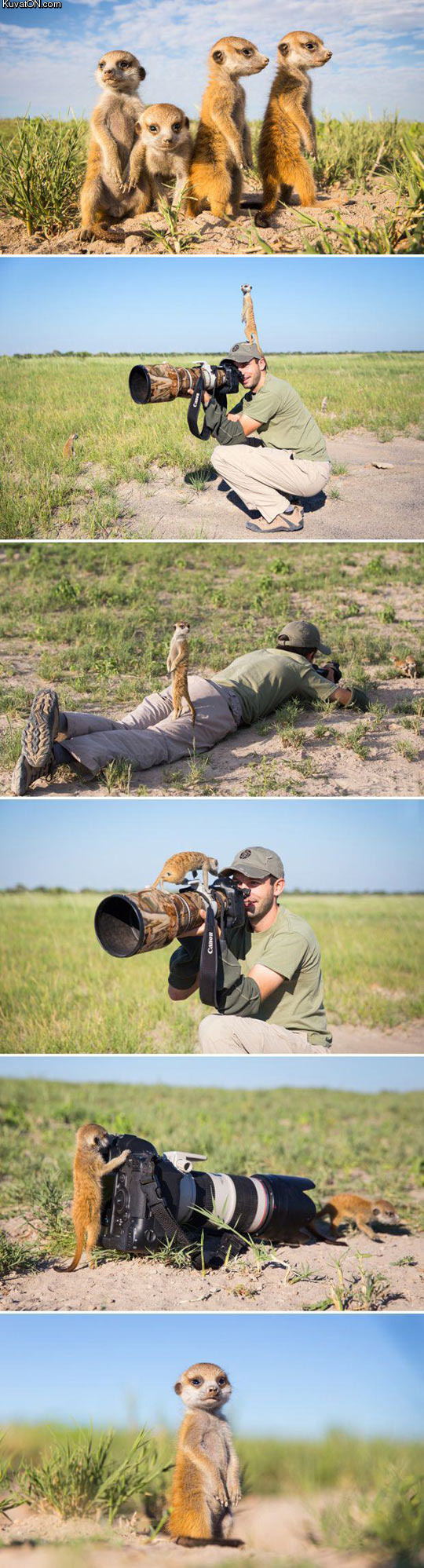 baby_meerkats_meet_photographer.jpg