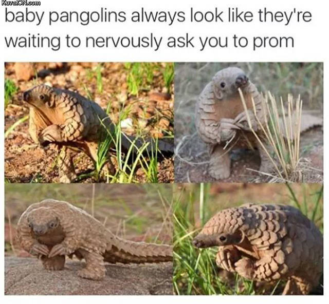 baby_pangolins.jpg