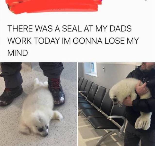 babyseal.jpg