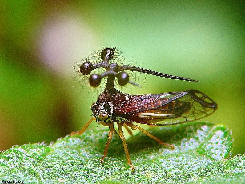 ball_bearing_treehopper.jpg