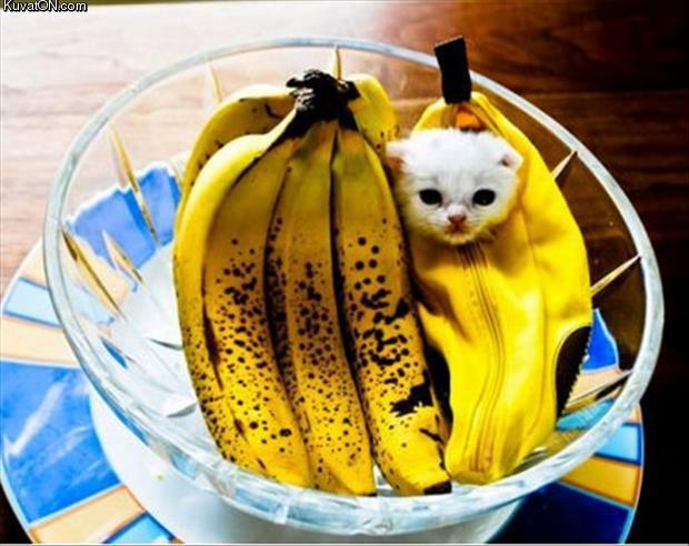 banana_cat.jpg