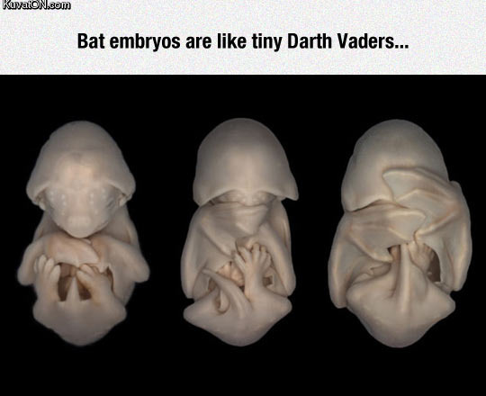 bat_embryos.jpg