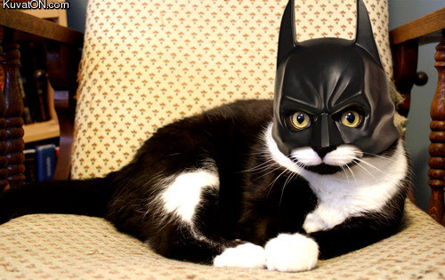 batcat.jpg