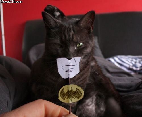 batcat2.jpg