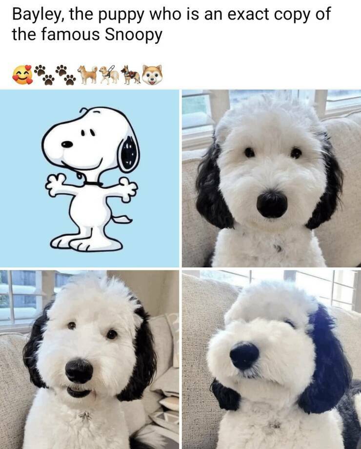 bayöeysnoopy.jpg