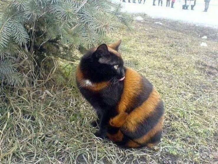 bee_or_cat_or_tiger.jpg