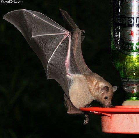 beer_bat.jpg