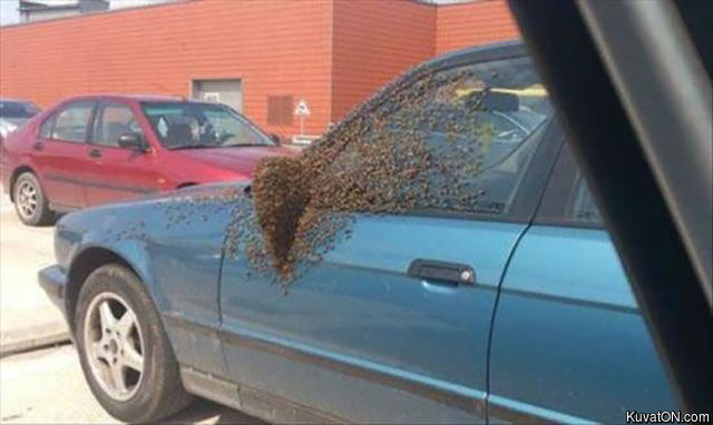 bees_2.jpg