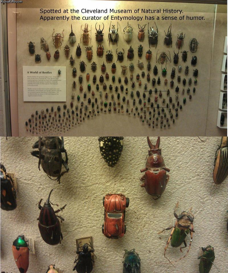 beetles.jpg