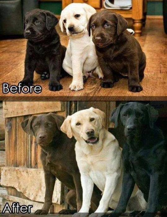 beforeafterdogs.jpg