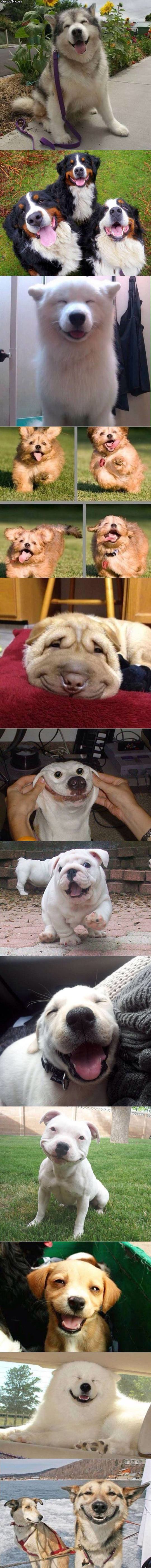 best_smiling_dogs_on_the_internet.jpg