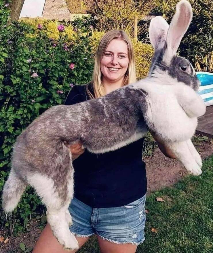 big_bunny.jpg