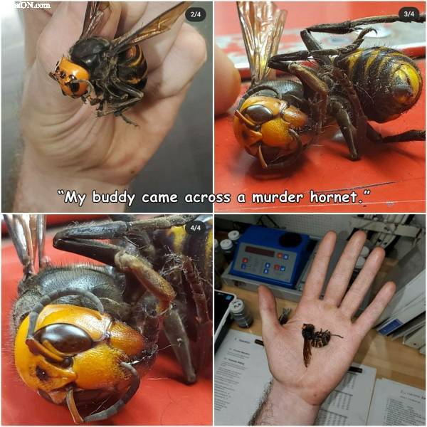 big_hornet.jpg