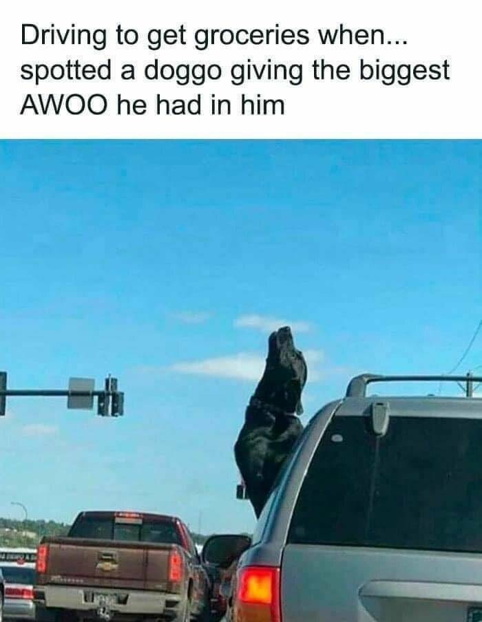 biggest_awooo.jpg