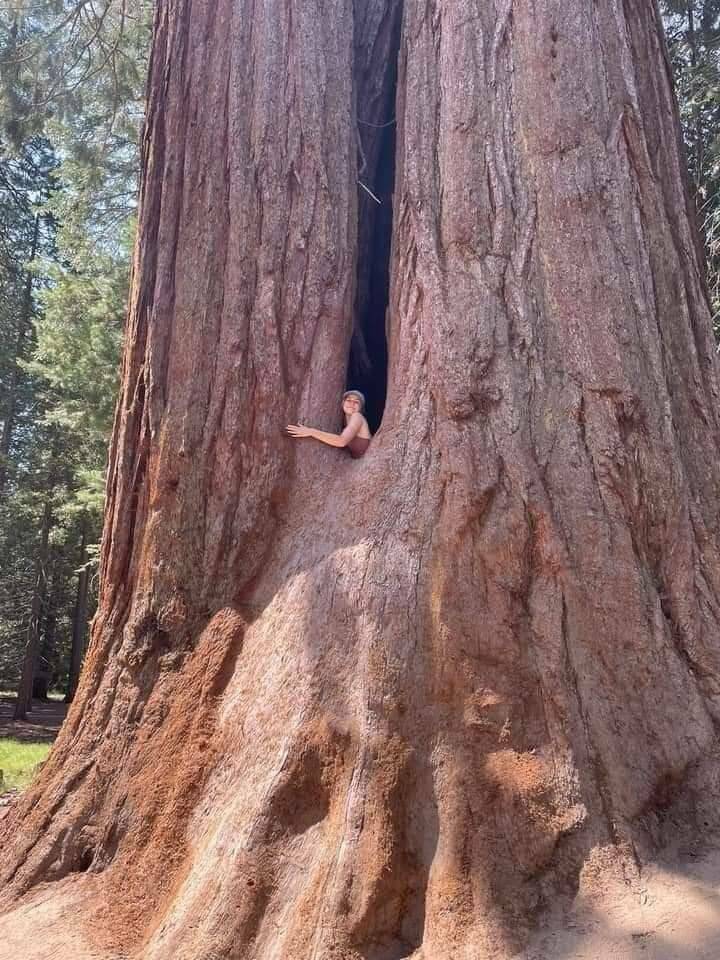 bigtree.jpg