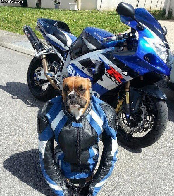 biker_dog2.jpg