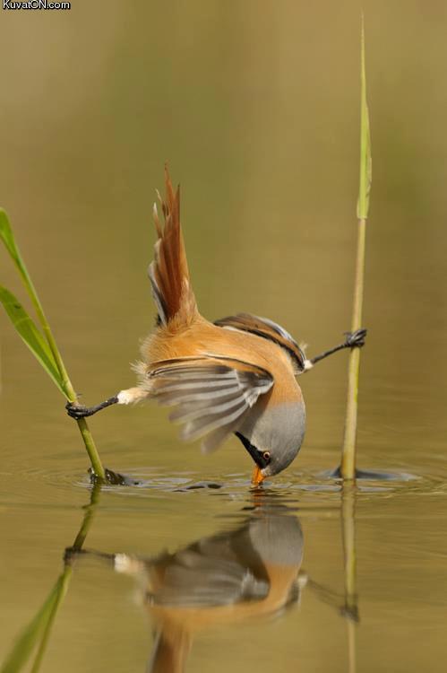 bird_drinking_water.jpg