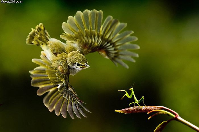 bird_vs_mantis.jpg