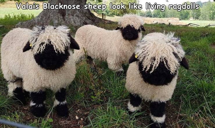 blacknose_sheep.jpg