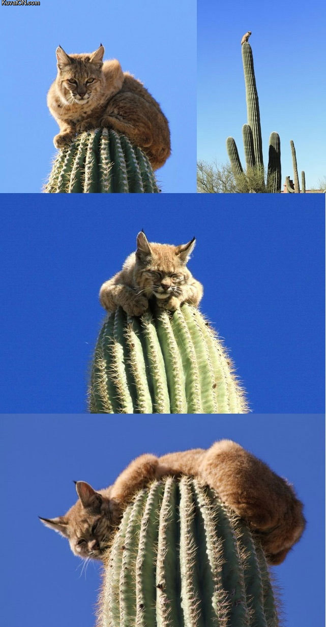 bobcat_on_saguaro_cactus.jpg