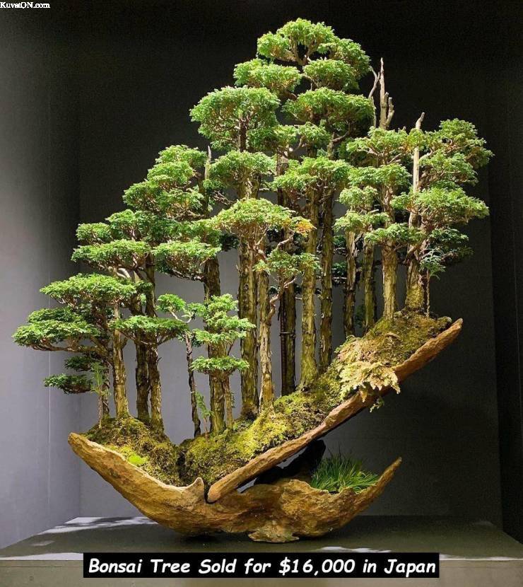 bonsai_tree2.jpg