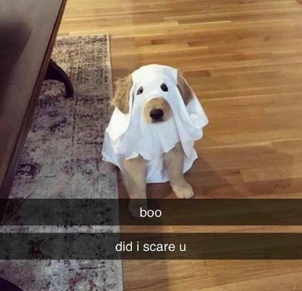 boo1.jpg