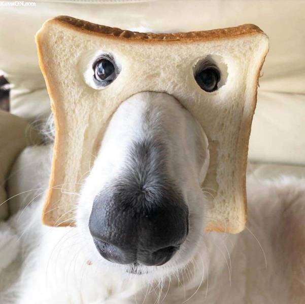 breadface.jpg