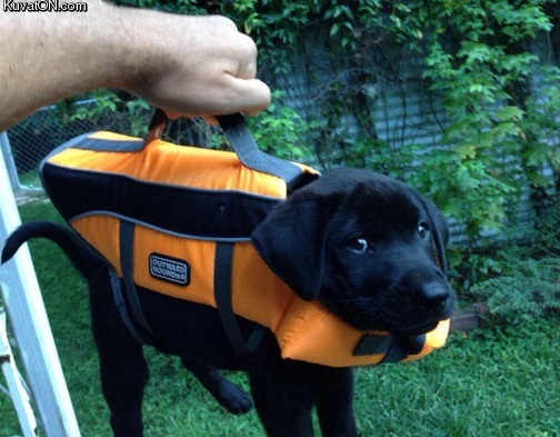 briefcase_with_important_lab_results.jpg