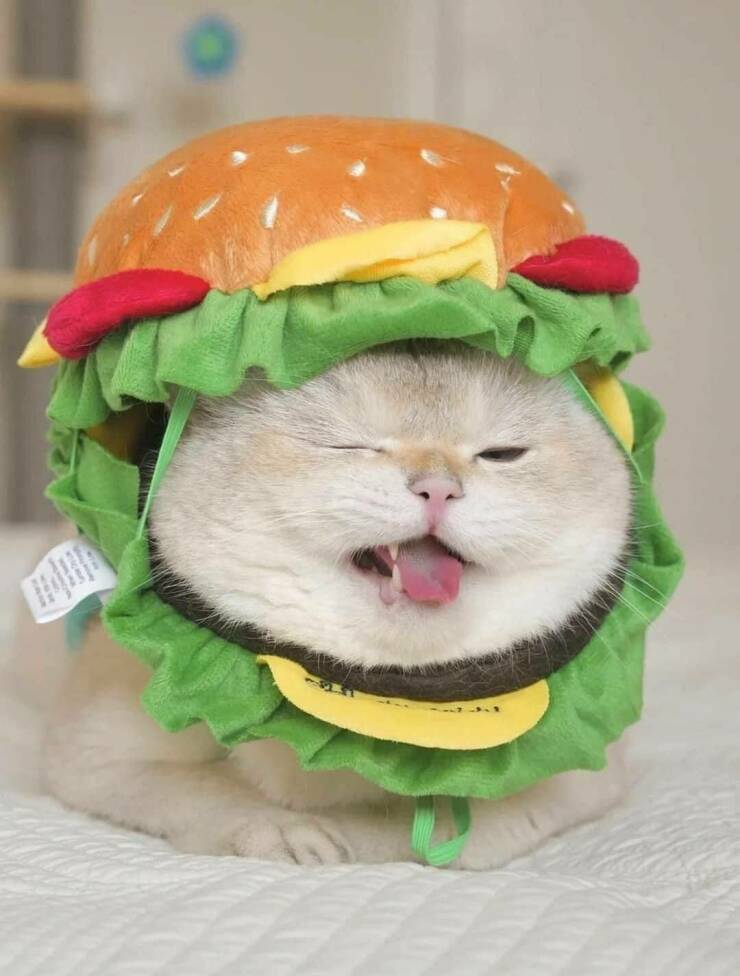 burgercat2.jpg