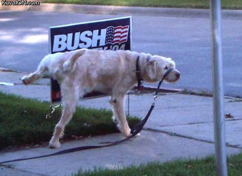 bush_dog.jpg