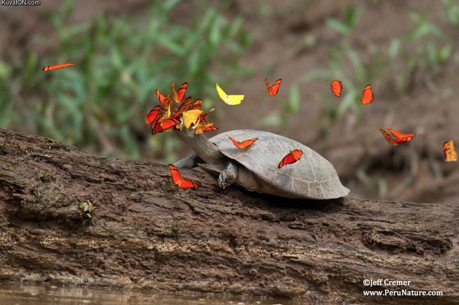 butterflies_drink_turtle_tears.jpg