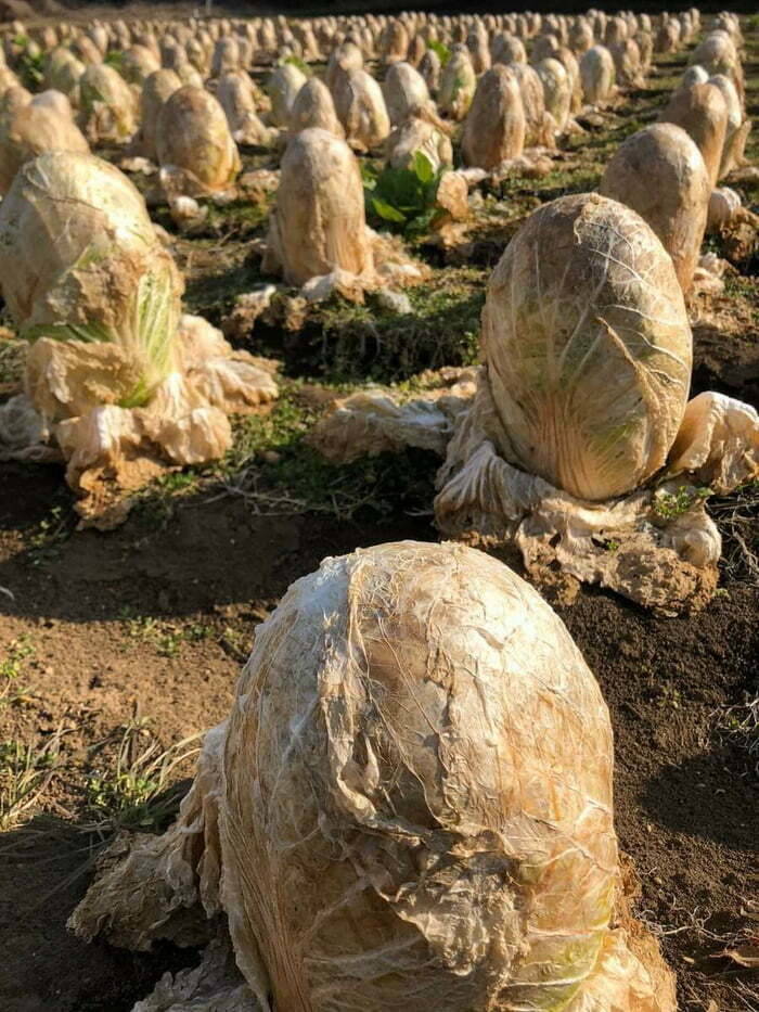 cabbage_fields_it_looks_like_a_field_of_alien_eggs.jpg