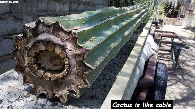 cactus5.jpg