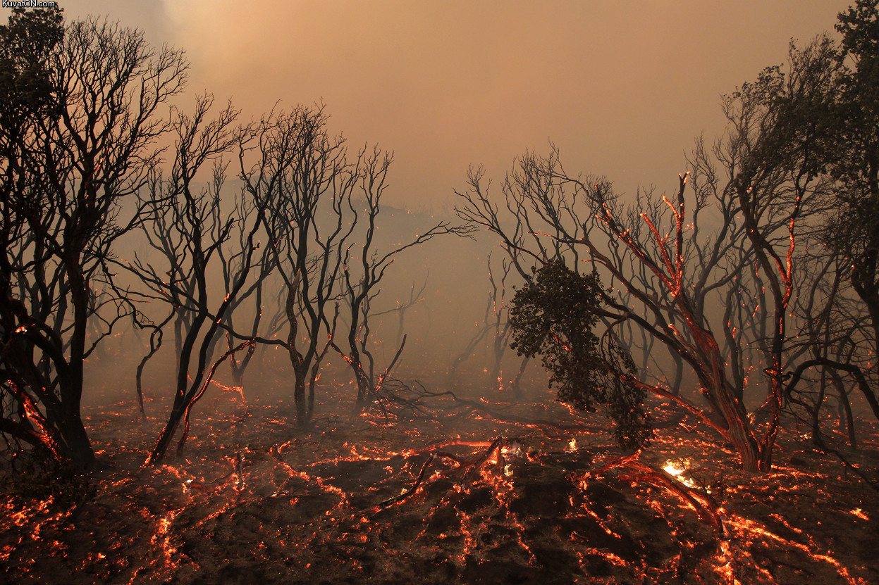 california_is_always_on_fire.jpg