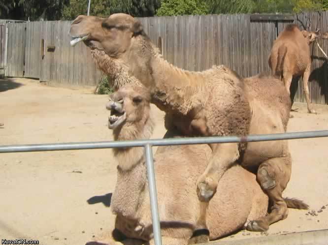 camelporn.jpg