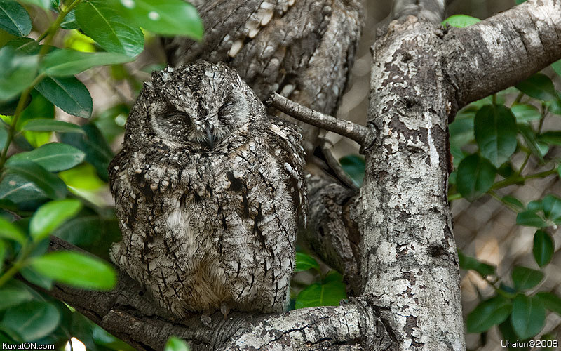 camouflage_owl.jpg