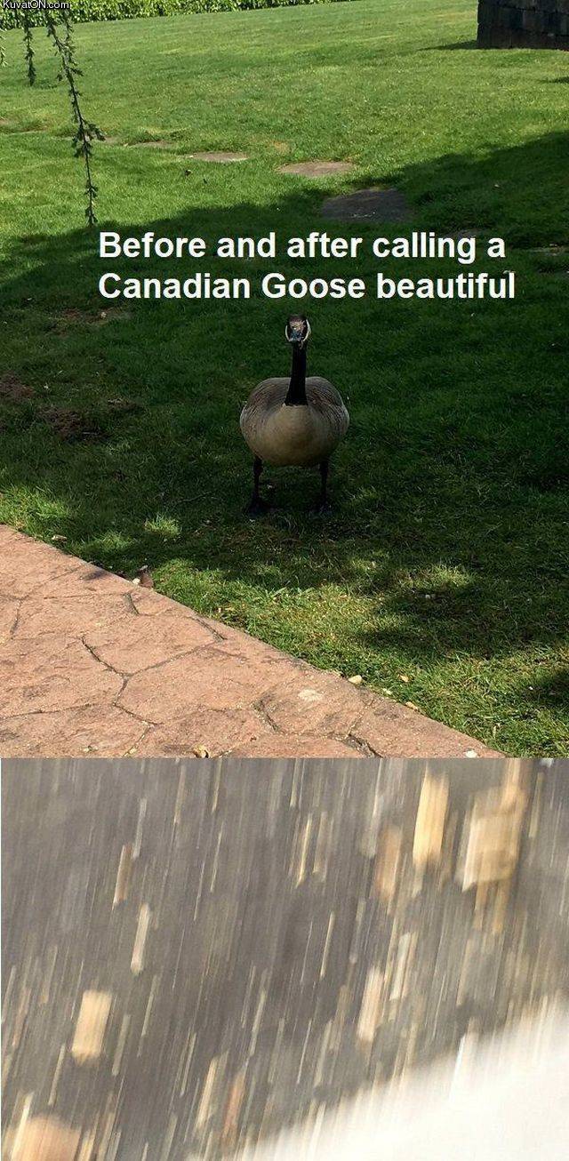 canadiangoose.jpg