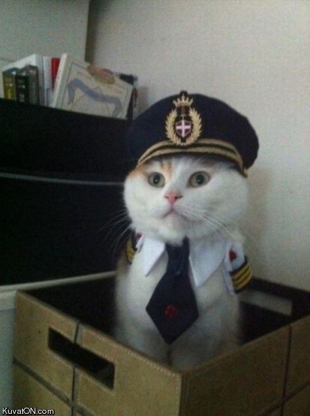 captain_cat2.jpg