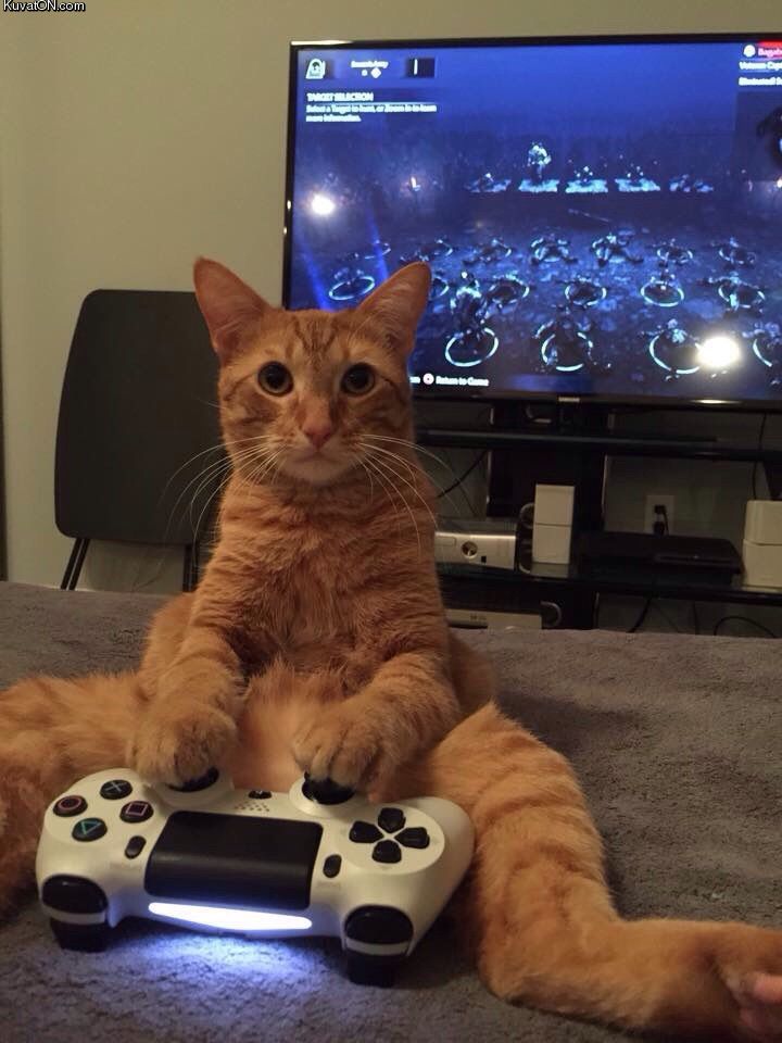 cat_and_ps4.jpg