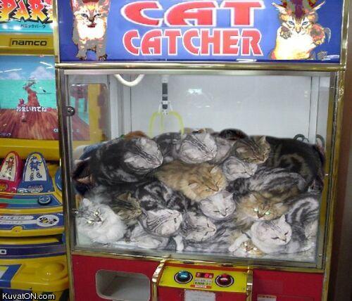 cat_catcher.jpg