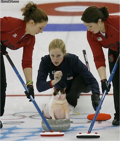 cat_curling.jpg