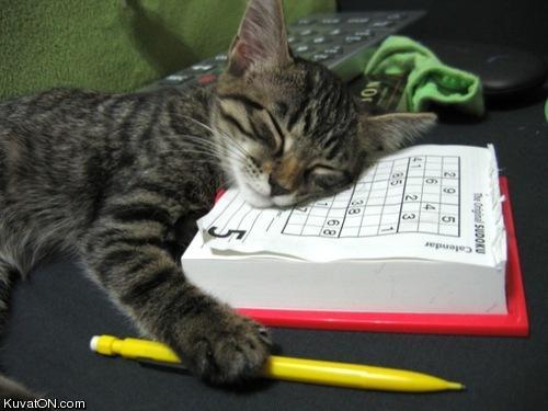 cat_falling_asleep_doing_sudoku.jpg