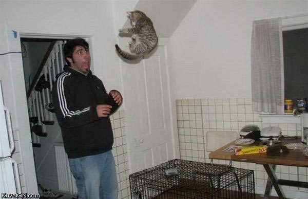 cat_jump_attack.jpg