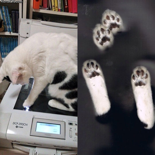 cat_scan.jpg