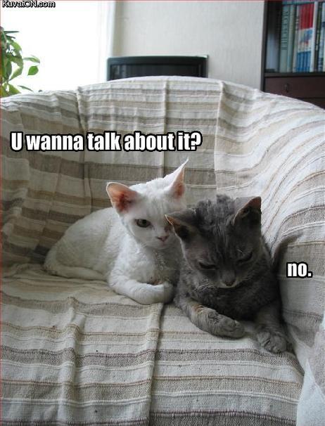 cat_talk.jpg