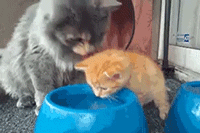 cat_teaching_her_baby_how_to_drink_water.gif