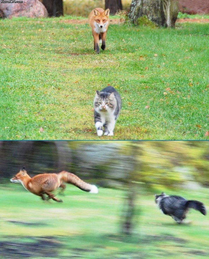 cat_vs_fox.jpg